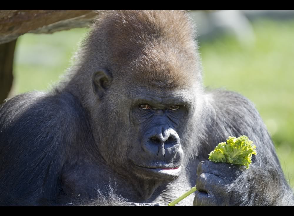 IMAGE: http://i223.photobucket.com/albums/dd108/ddl_cgy/Sigma%20120-300%20Zoo/Gorilla.jpg
