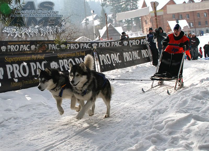 D2 - locul II - Andrei Basarab si Dolfy, Wolf
