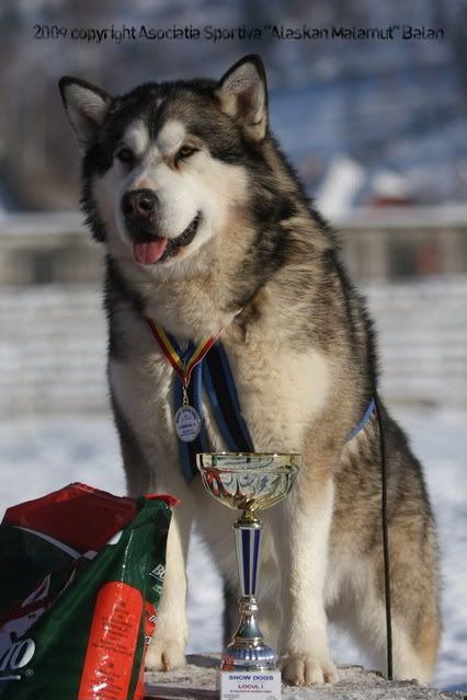 Gass - weight pulling winner - Snow Dogs 10-11.01.2009 - Alaskan Malamut Balan Sports Association