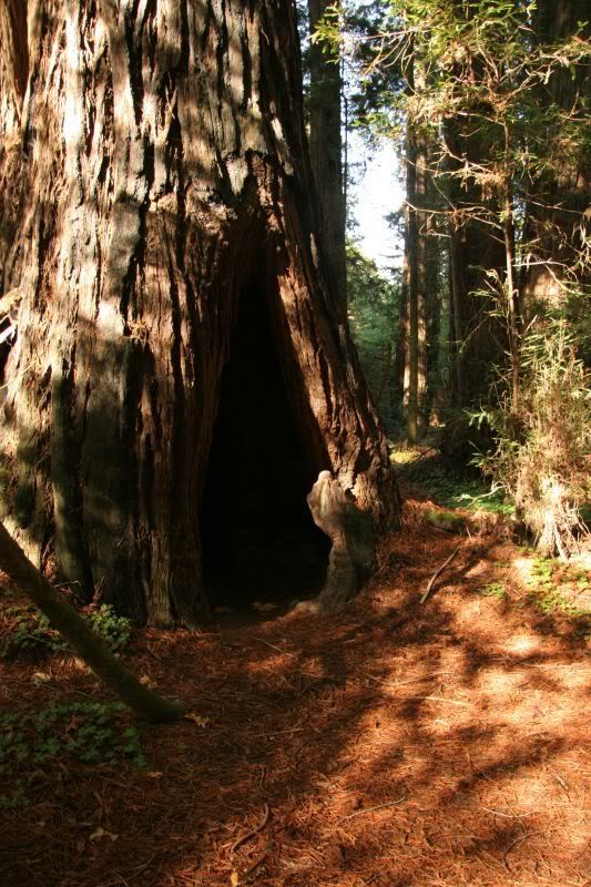 Redwoods1.jpg