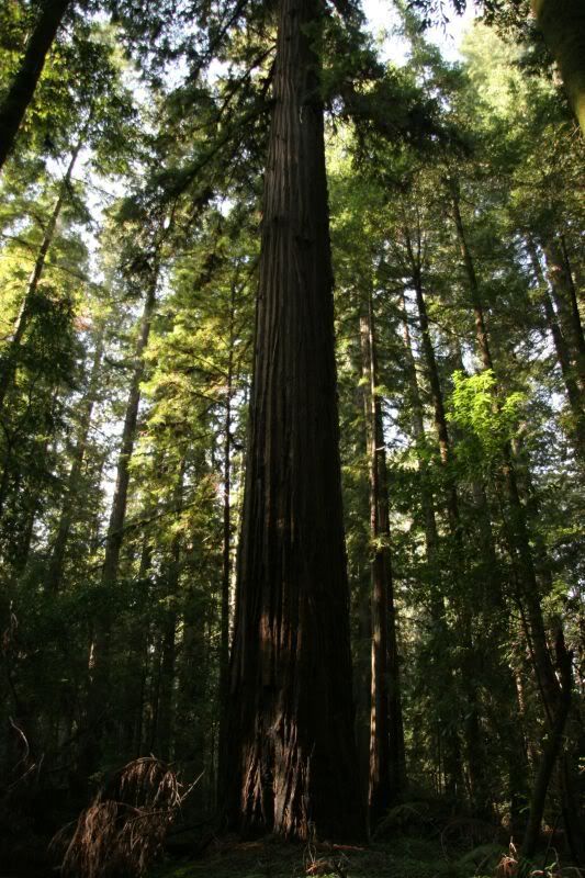 Redwoods10.jpg