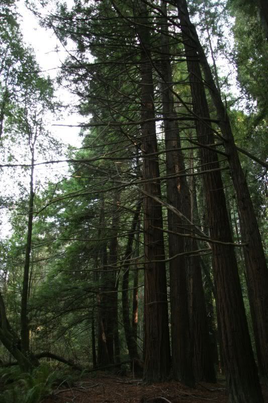 Redwoods11.jpg