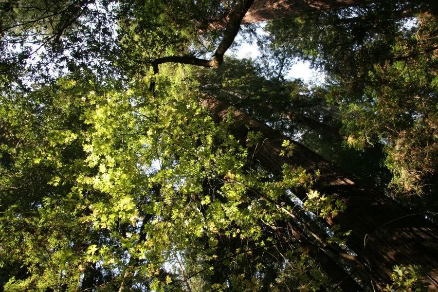 Redwoods2.jpg