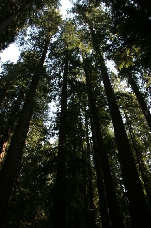 Redwoods3.jpg