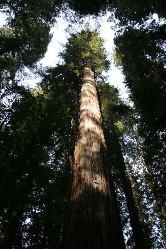 Redwoods4.jpg