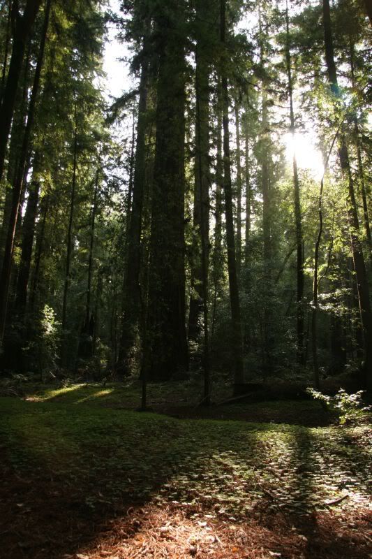 Redwoods5.jpg