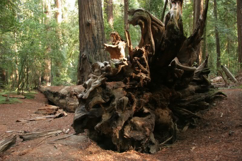 Redwoods7.jpg