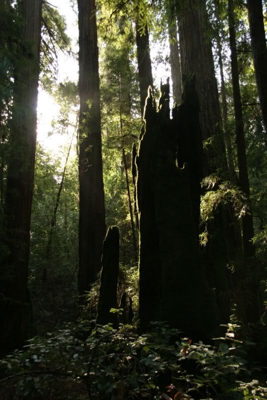 Redwoods8.jpg