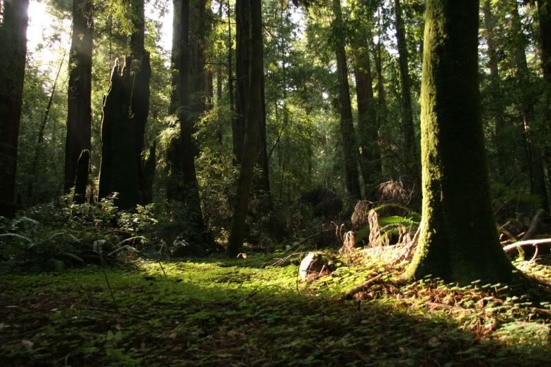 Redwoods9.jpg