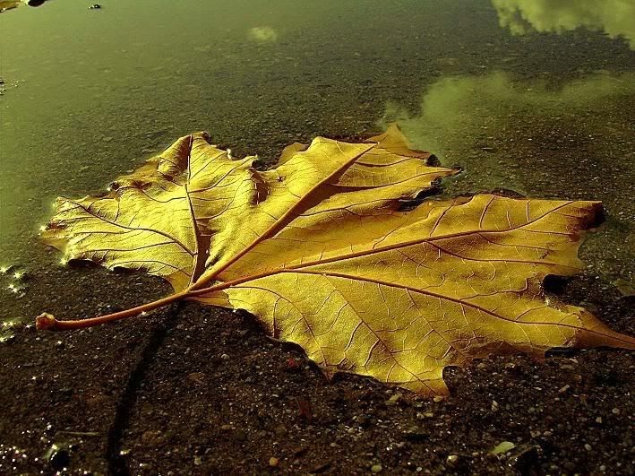 Autumn14.jpg