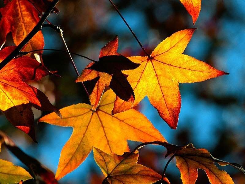Autumn27.jpg