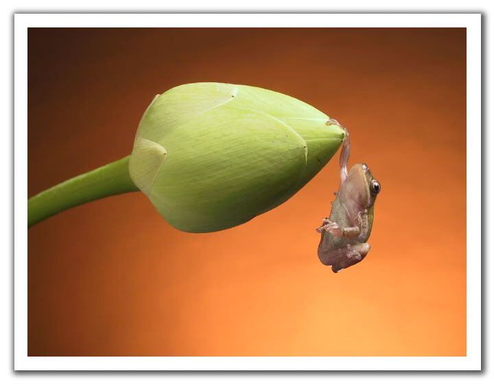 020612005850frog-bud.jpg