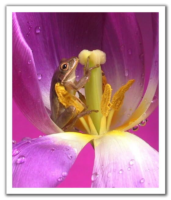 030204033736frogtulip1.jpg