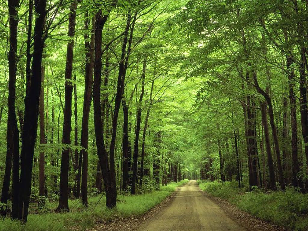 Allegheny_National_Forest_Pennsylva.jpg