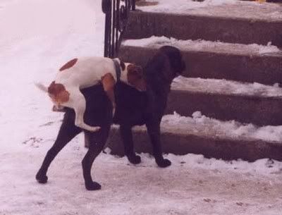 Ambitious20Doggy.jpg