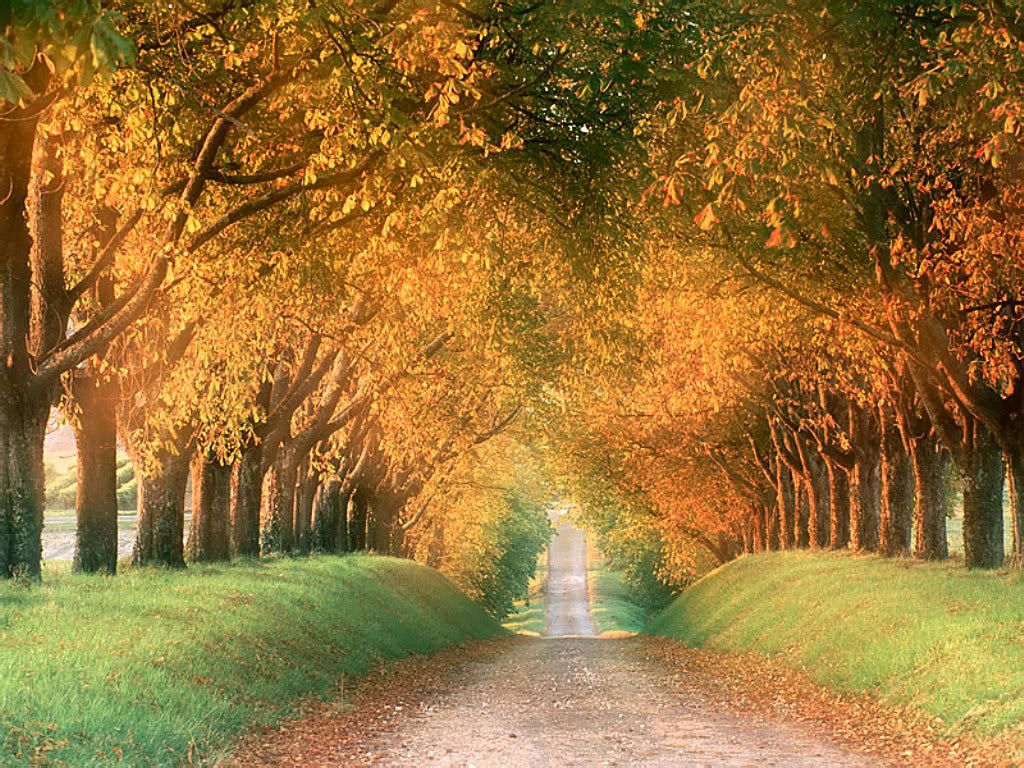 Autumn_Road_Cognac_Region_France.jpg