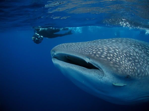 12whalesharksnorkeler01ji6.jpg