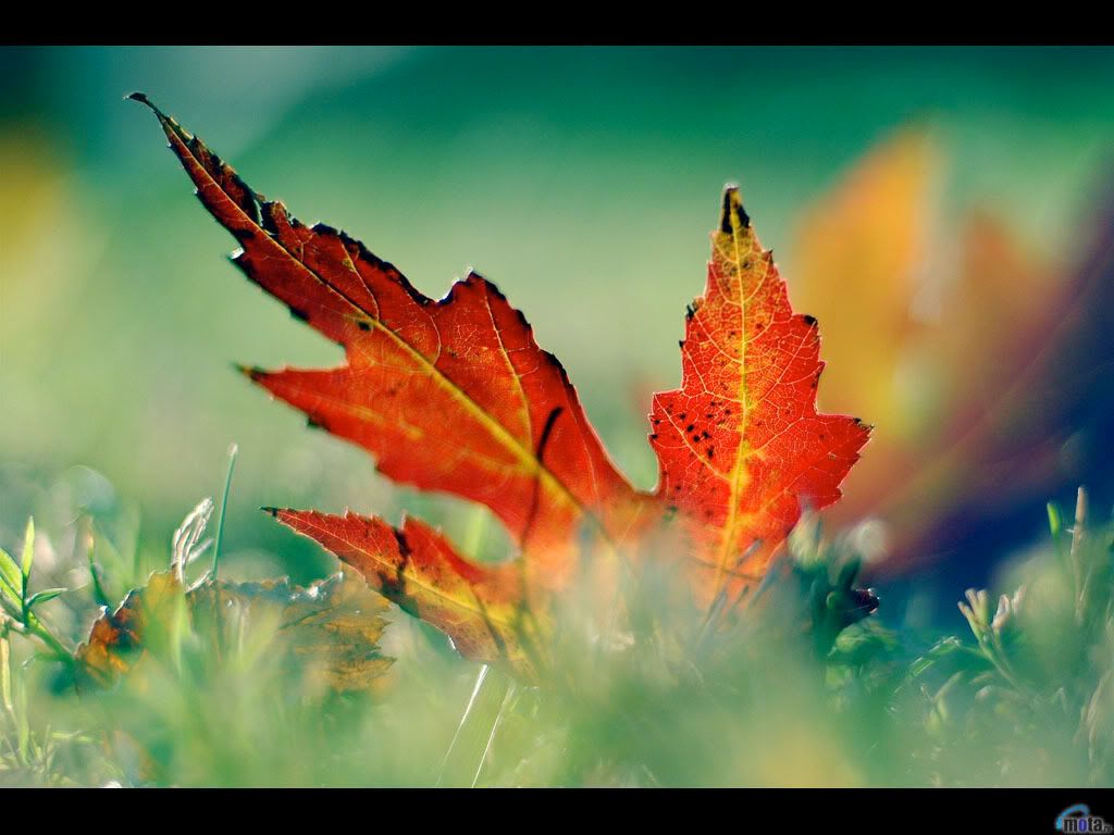 adali81_nature834kw7.jpg