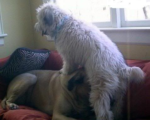 dogblowjobpz8.jpg