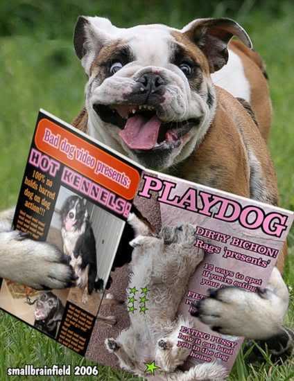 playdoggy8.jpg