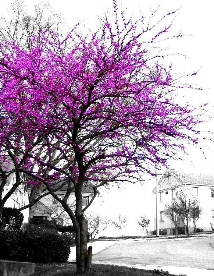 purplebychameleon09ae3fw4.jpg