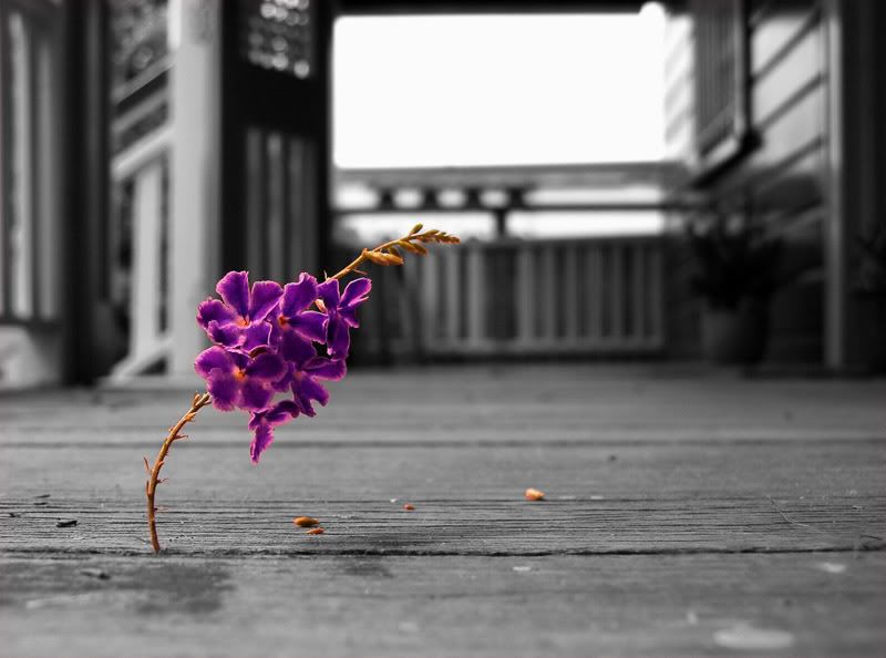 purplebygenetrix205qw6hc5.jpg