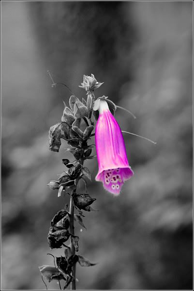 purpleflowerbyvogelspinac7.jpg