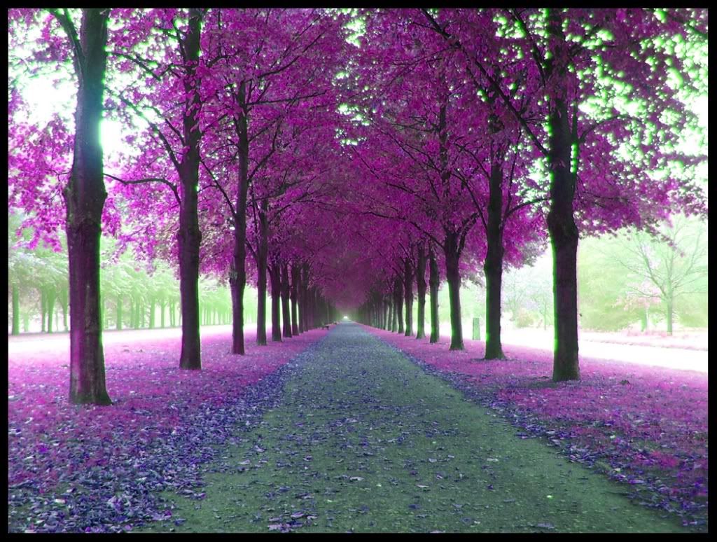 thepurpleavenuebykungfuhx4.jpg