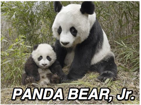 Panda Bear Wife