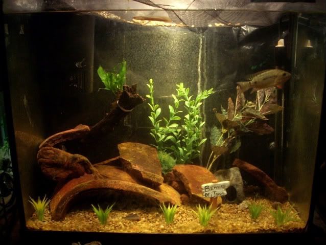 two fish tank