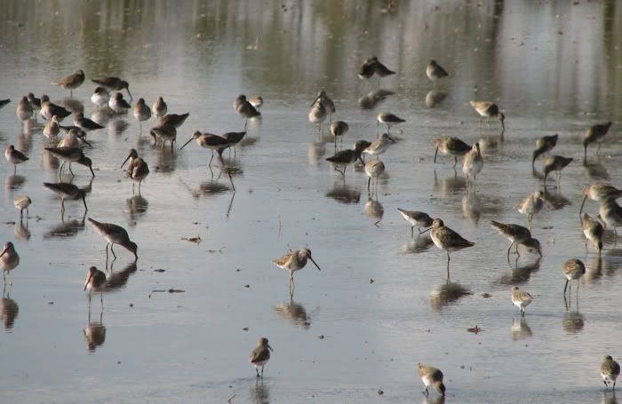 snipe hunting image