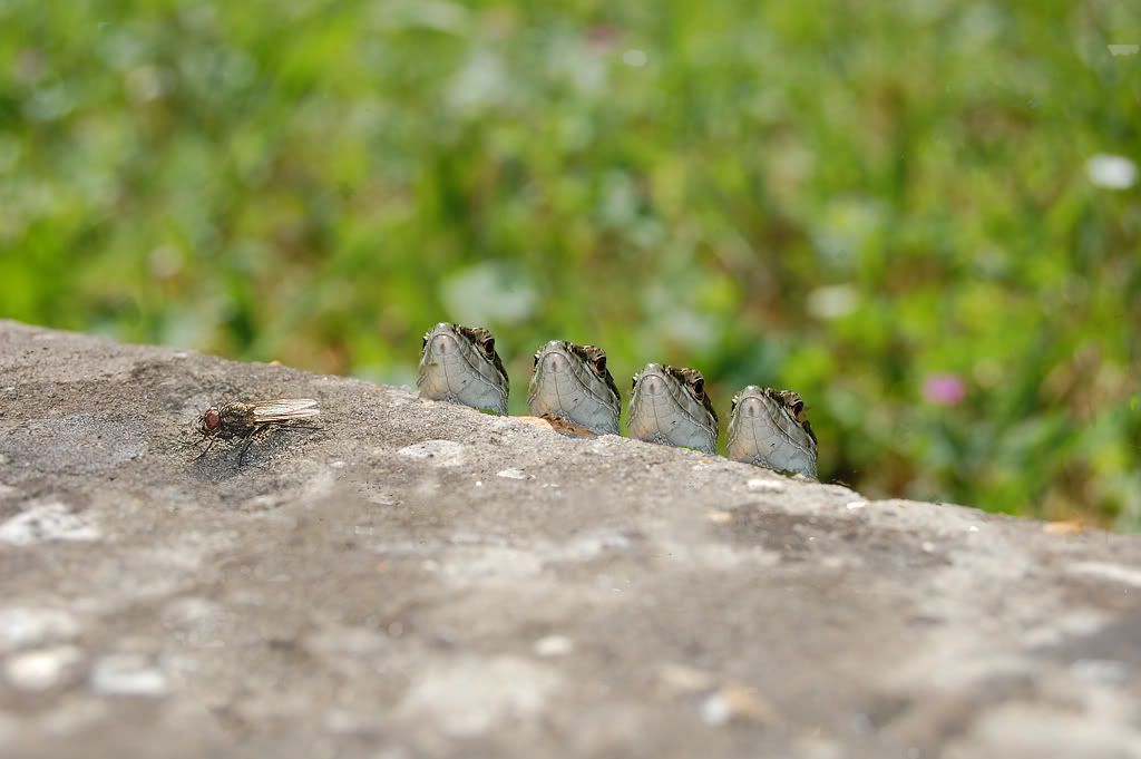 Immagine ridimensionata: clicca sull'immagine per vederla con le dimensioni originali.