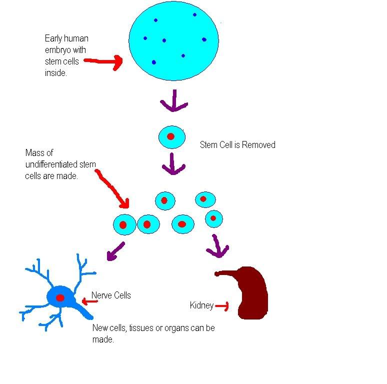 stem cells Pictures, Images and Photos