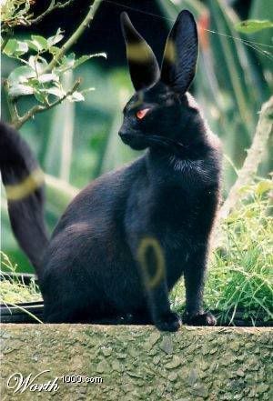 Real Umbreon