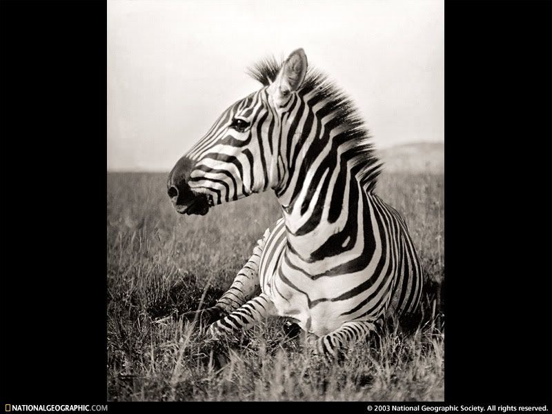 Photography Zebra