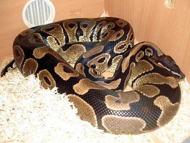 snakecu.jpg