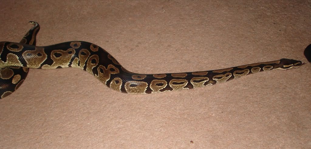 snakefa.jpg
