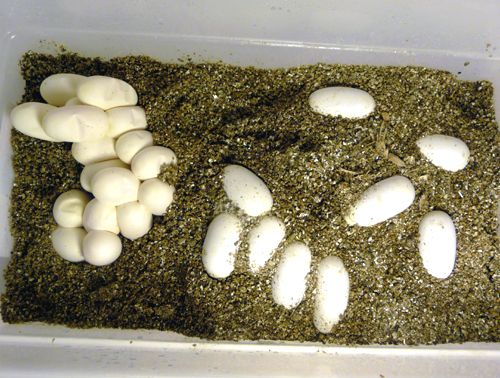 eggs-2013_zps0030004c.jpg