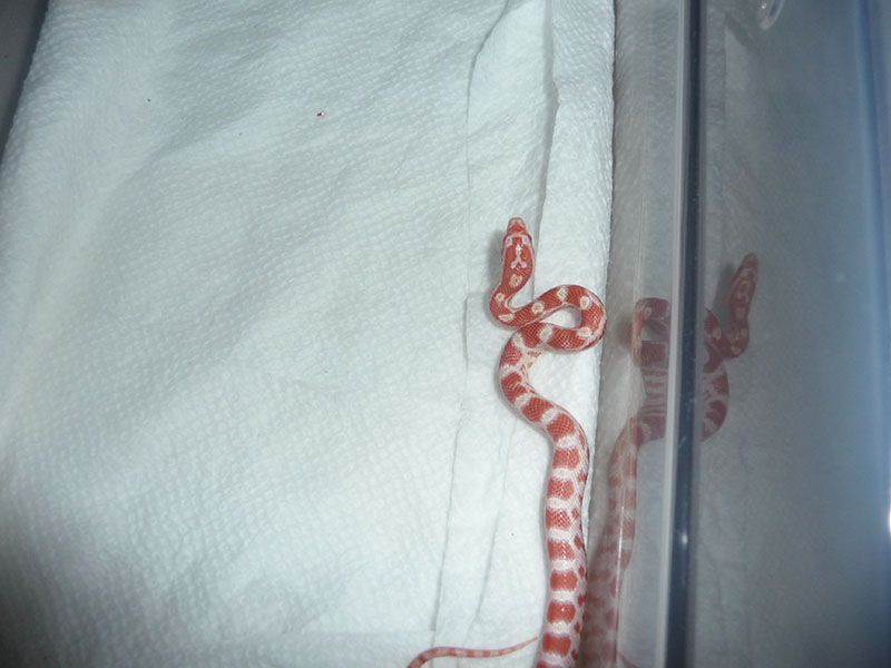 lilred3-62213_zps7207e448.jpg