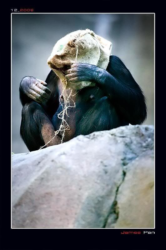 Забавные обезьяны (20 фото)