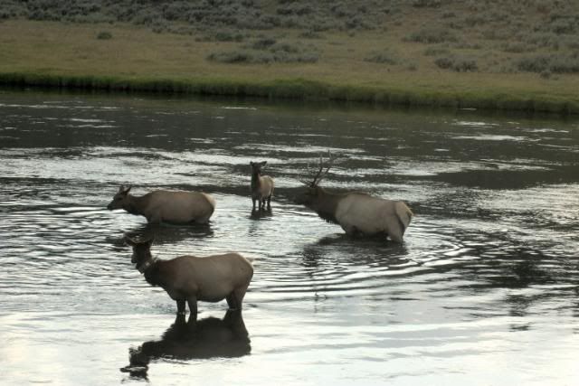 [Image: Yellowstone9309303.jpg]