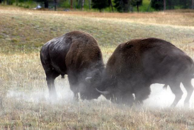 [Image: Yellowstone9309514.jpg]