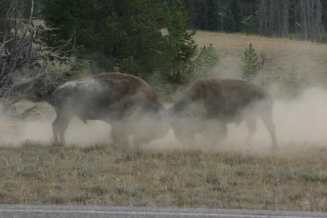 [Image: Yellowstone9309515.jpg]