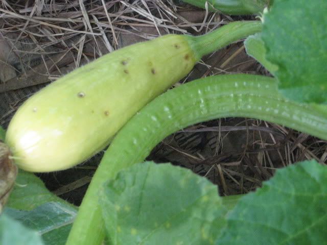 help-please-what-is-wrong-with-my-squash-and-cucumbers