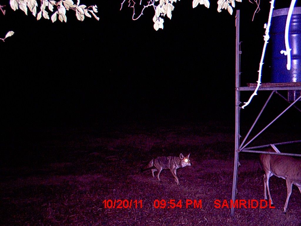 coyote.jpg