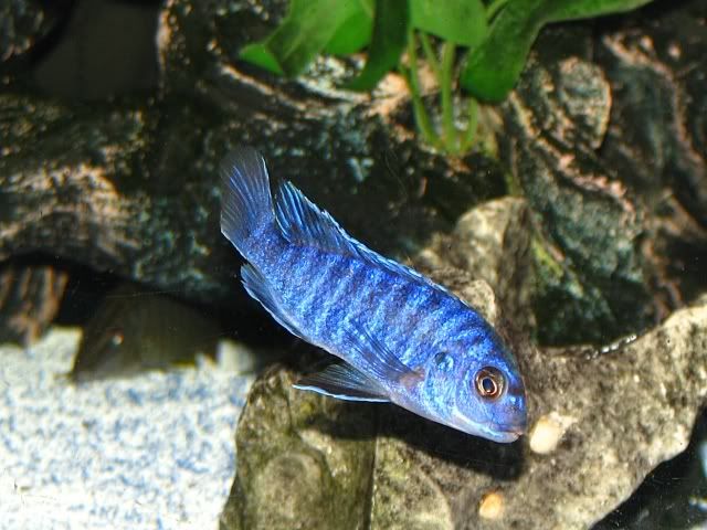 blue lab cichlid