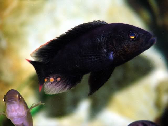 Nyeri Cichlid