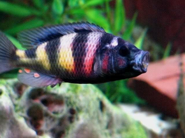 Nyeri Cichlid