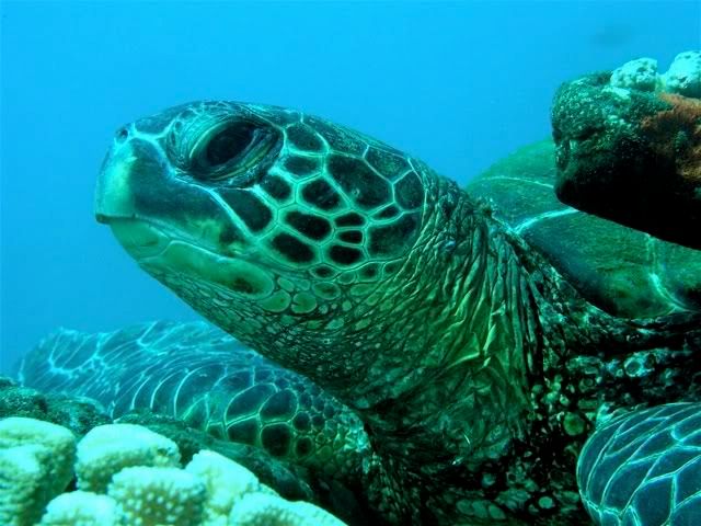 Turtle face - Maui Pictures, Images and Photos