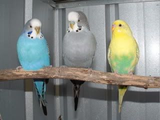 Budgies02.jpg
